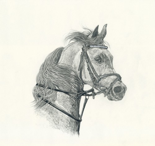 “Majesty” — pencil study by Steve R. Skipper