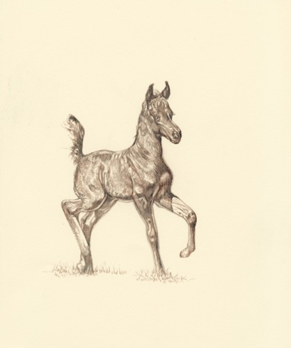 “The Colt” — pencil study by Steve R. Skipper